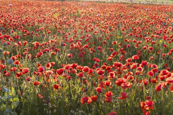 Corn poppy (Papaver rhoeas) in bloom, Callenberg, Saxony, Germany, Europe