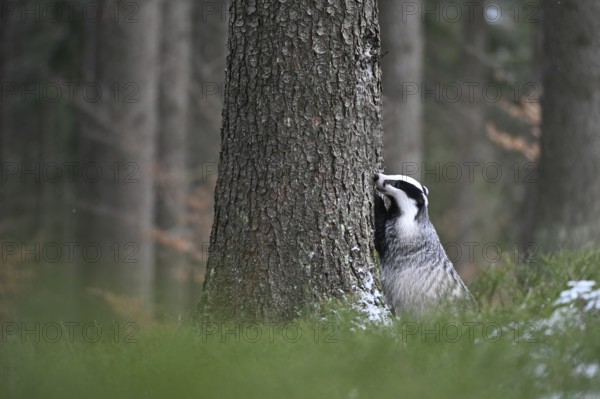Badger in the snow, Wittlich, Rhineland-Palatinate, Germany, Europe