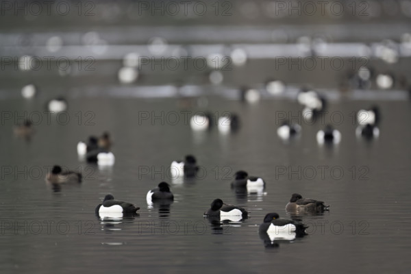 A group of Tufted Ducks (Aythya fuligula), swimming in their winter quarters on Lake Root, Canton Lucerne, Switzerland, Europe