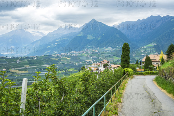 Orchards nestled in the picturesque Alpine landscape above Merano in the municipality of Scena, South Tyrol, Italy, Europe