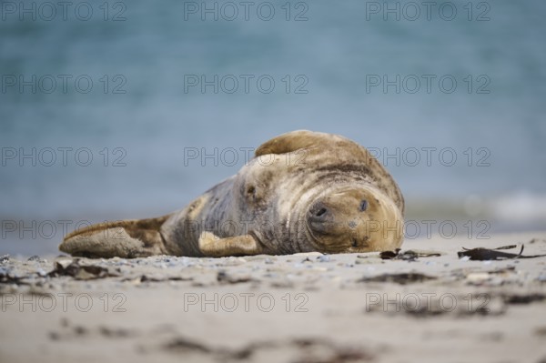 Grey seal (Halichoerus grypus) lying on the beach, Düne, Helgoland, Schleswig-Holstein, Germany, Europe