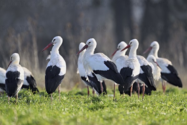 White storks (Ciconia ciconia), large flock standing in a meadow, Flachsee, Canton Aargau, Switzerland, Europe