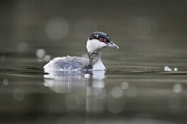 Slavonian grebe (Podiceps auritus), adult, in a white plumage, winter plumage, swimming in Lake Zug, Switzerland, Europe