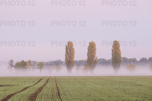 Poplars (Populus) at the edge of a field in autumn, morning fog in the Nassau, Weinböhla, Saxony, Germany, Europe