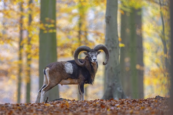 European mouflon (Ovis aries musimon, Ovis gmelini musimon) ram, male with big horns in forest during the rut in autumn, fall