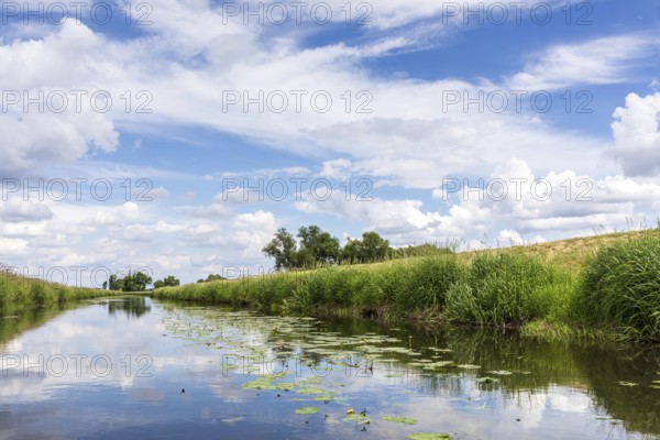 Große Röder with blooming water lilies (Nuphar) near Wildenhain, Großenhain, Saxony, Germany, Europe