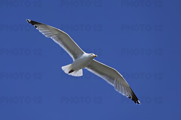 Herring Gull (Larus argentatus), in flight, Texel, West Frisian Islands, province of North Holland, Netherlands