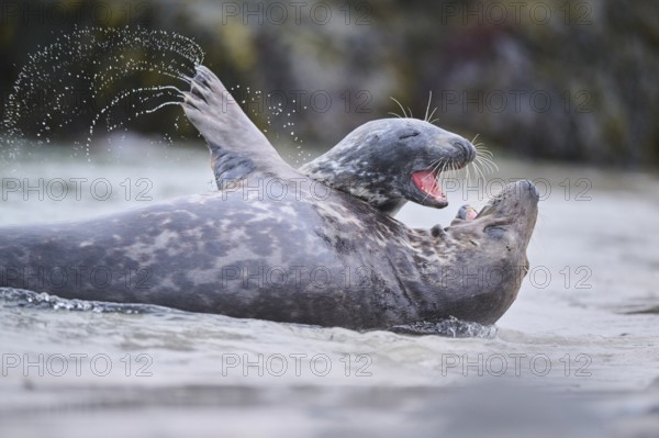 Grey seal (Halichoerus grypus) playing with each other in the water, sea, Düne, Helgoland, Schleswig-Holstein, Germany, Europe