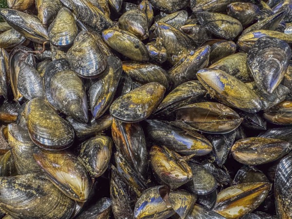 A close up image of a group of Australien mussels (Mytilus californianus) in a fish market, background texture. Gold coast Queensland, Australia, Oceania