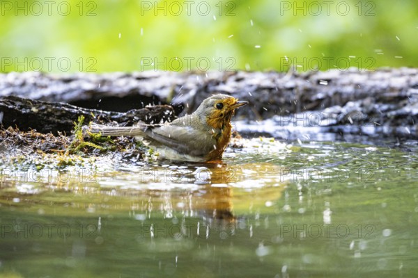 European robin (Erithacus rubecula) bathing Germany
