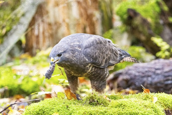 Common buzzard (Buteo buteo) Germany