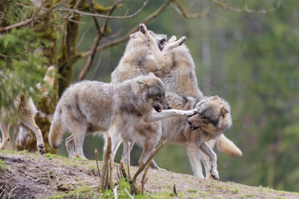 A pack of grey wolves (Canis lupus lupus) playing on a hill and showing social behaviour