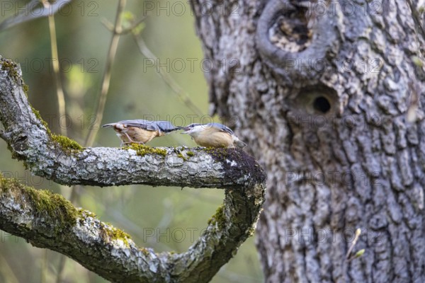 Nuthatch (Sitta europaea) courtship feeding Germany