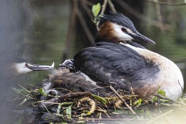 Great Crested Grebe (Podiceps Scalloped ribbonfish) with juveniles), Emsland, Lower Saxony, Germany, Europe