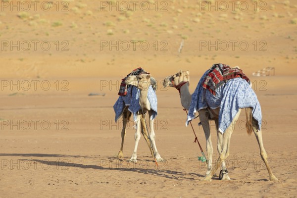 Dromedaries (Camelus dromedarius) with saddle in the Wahiba Sands or Rimal Al Wahiba or Sharqiyya Sands desert, Janub ash-Sharqiyya region, Oman, Asia