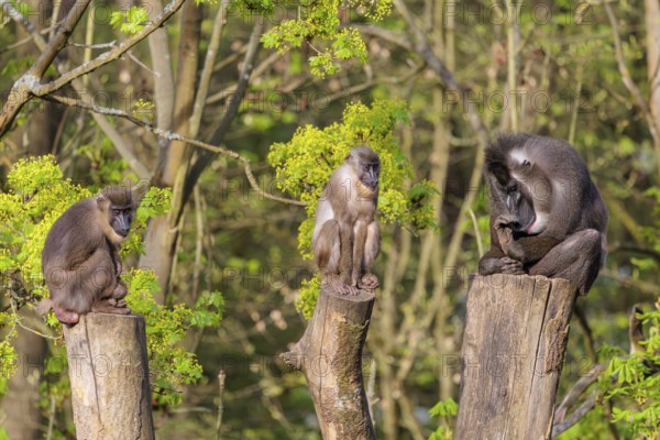 Three Drills (Mandrillus leucophaeus), a male and two females, sit high up on the three stumps of a cut tree and enjoy the early sunlight. A green forest can be seen in the background
