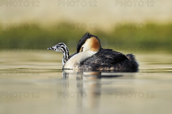 Great Crested Grebe (Podiceps Scalloped ribbonfish), with chicks in plumage swimming in the water, Lake Zug, Canton Zug, Switzerland, Europe