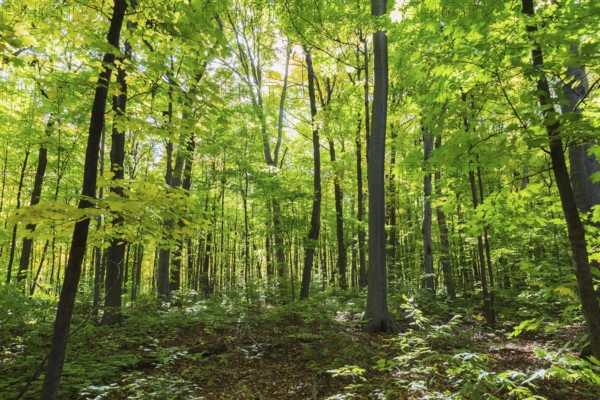 Mixed forest of tall backlighted Acer - Maple, Betula - Birch trees with abundant green, yellowish leaves and sunburst in autumn, Quebec, Canada, North America