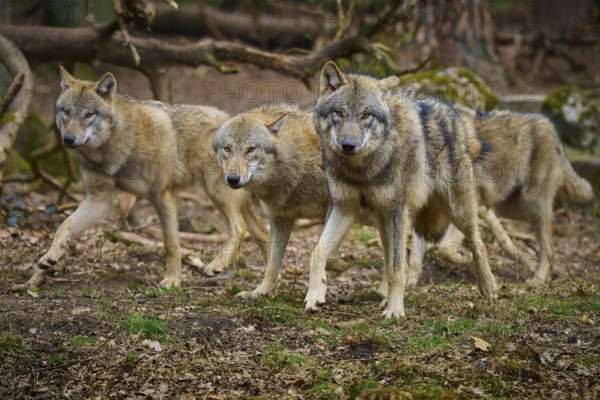 Wolf (Canis lupus), three wolves moving through the forest in a natural environment, Germany, Europe