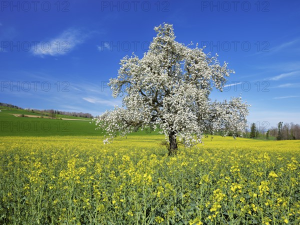 Flowering pear tree (Pyrus communis), standing in a field of flowering rape, Beinwil, Freiamt, Canton Aargau, Switzerland, Europe