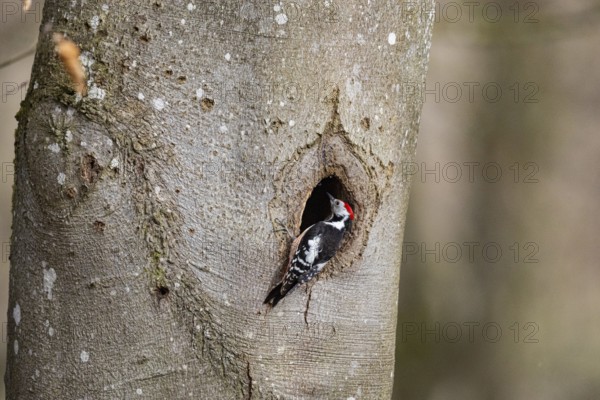 Middle spotted woodpecker (Dendrocopus medius) Germany