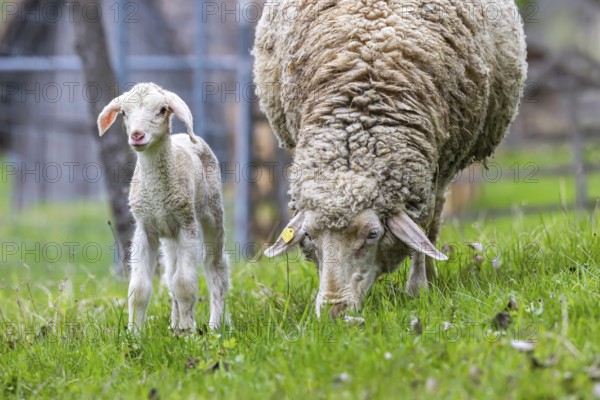 Sheep and young of the Württemberger breed, also known as Merinoland sheep. Sheep pasture on the Swabian Alb with lamb. Beuren, Baden-Württemberg, Germany, Europe