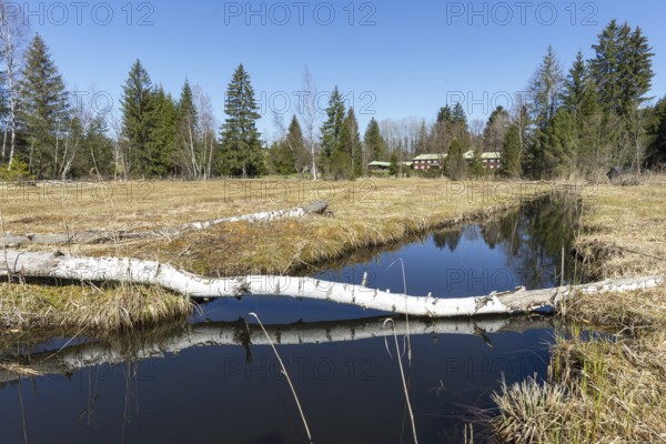 Felled tree trunk bitten by beavers (Castor fibre), beaver bite, moor pond near Oberstdorf, Oberallgäu, Allgäu, Bavaria, Germany, Europe
