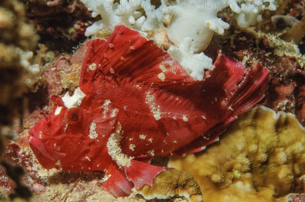 Close-up of Red Wobbegong (Taenianotus triacanthus) sitting in colourful vibrant intact healthy tropical coral reef, Pacific Ocean, Yap Island, Yap State, Caroline Islands, Federated States of Micronesia FSM, Australia, Oceania