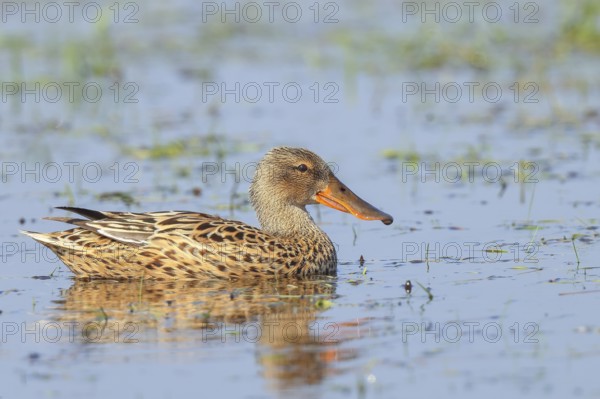 Shoveler (Spatula clypeata) female in a wet meadow, spring, wildlife, bird, swimming duck, Hüde, Ochsenmoor, Dümmer See, Hüde, Lower Saxony, Germany, Europe
