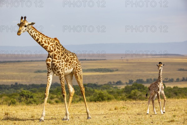 Masai giraffe (Giraffa c. tippelskirchi) Masai Mara Kenya
