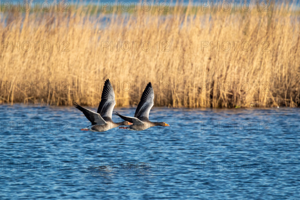 Pair of greylag geese flying together, in the Großen Rosin Moor nature reserve, Mecklenburg-Vorpommern, Germany, Europe