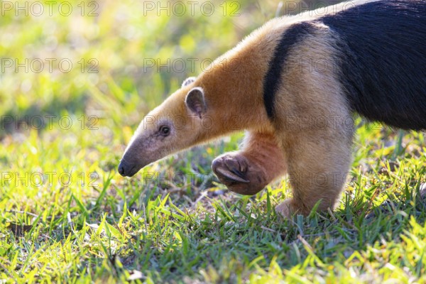 Southern tamandua (Tamandua tetradactyla) Pantanal Brazil