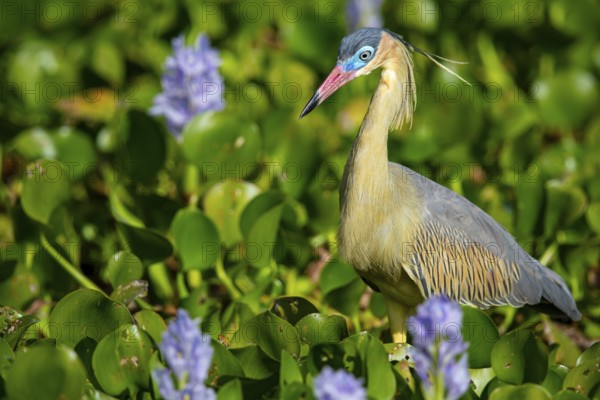 Whistling heron (Syrigma sibilatrix) Pantanal Brazil