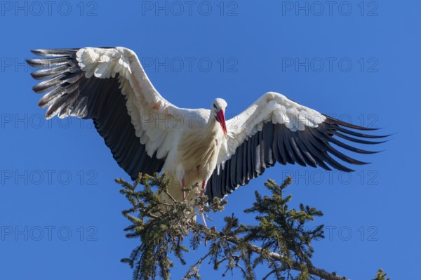 Stork with large wings sitting elegantly on a tree branch in front of a clear sky, White Stork (Ciconia ciconia), wildlife, Germany, Europe