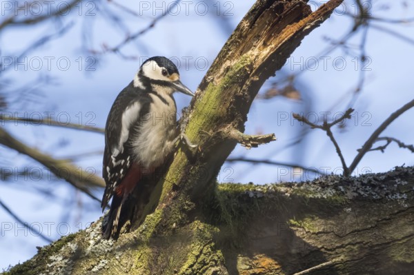 A great spotted woodpecker (Dendrocopos major) clings to a mossy branch in the light of a clear day, Hesse, Germany, Europe