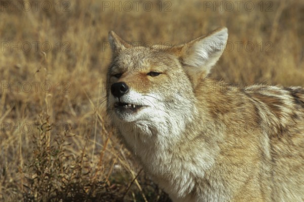 Coyote. Canis latrans. Coyote standing on a meadow and watching. Close up. Rocky Mountains national park. Colorado state. USA