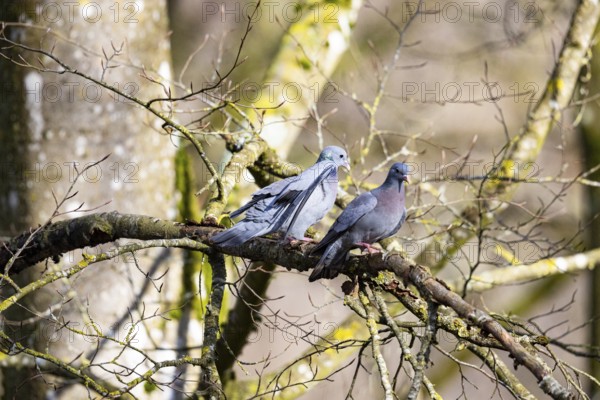 Stock Dove (Columba oenas) Germany