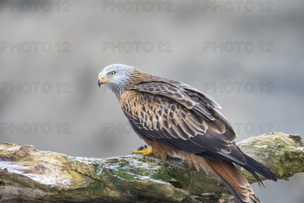 Red kite (Milvus milvus) Germany