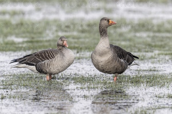 Greylag geese (Anser anser), Lower Saxony, Germany, Europe