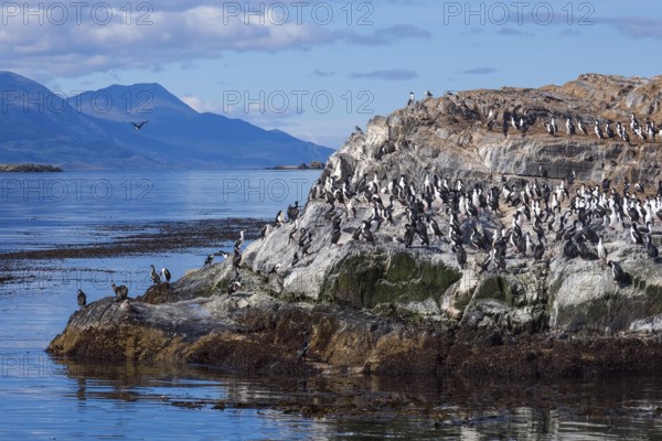 Ushuaia, Tierra del Fuego, Argentina, Cormorants sitting on a rock in the Beagle Channel, South America