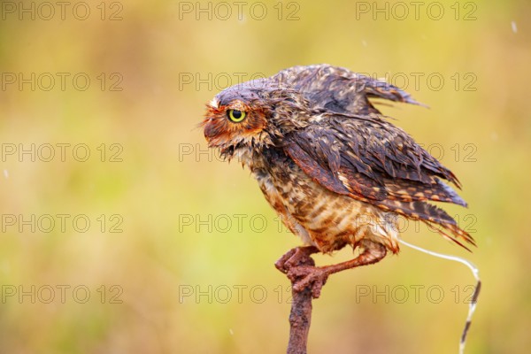 Burrowing owl (Speotyto cunicularia) Pantanal Brazil
