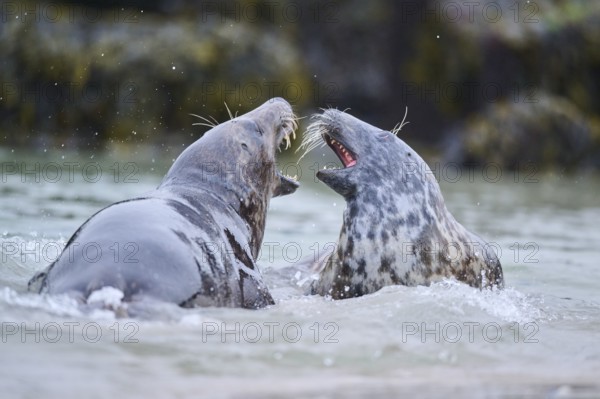 Grey seal (Halichoerus grypus) playing with each other in the water, sea, Düne, Helgoland, Schleswig-Holstein, Germany, Europe