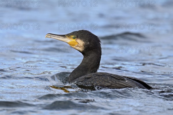 Cormorant (Phalacrocorax carbo), swimming, Switzerland, Europe