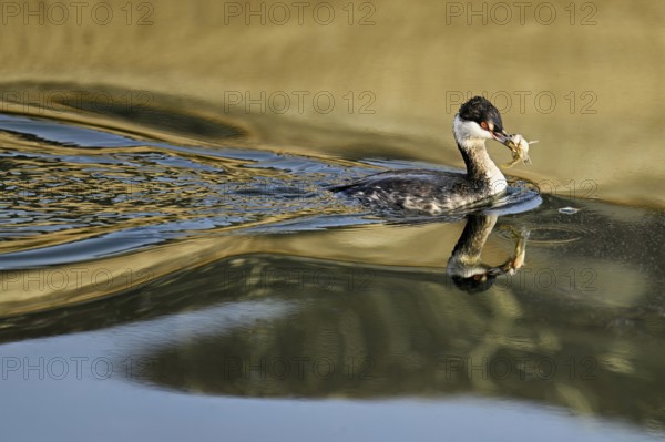 Slavonian grebe (Podiceps auritus), adult, in a white plumage, winter plumage, swimming with a fish in its beak, Lake Zug, Switzerland, Europe