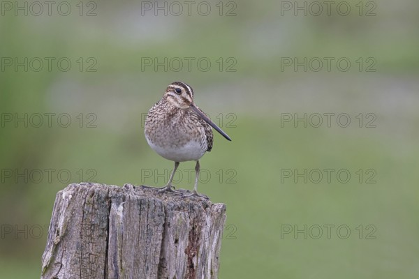 Snipe (Gallinago gallinago), standing on fence posts of a pasture, on moorland, snipe birds, wildlife, nature photography, Ochsenmoor, Naturpark Dümmer See, Hüde, Lower Saxony, Germany, Europe