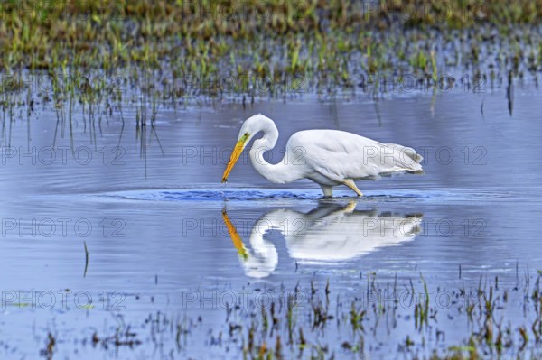 Great white egret, great egret (Ardea alba) non-breeding adult fishing in shallow water of wetland in late winter, early spring