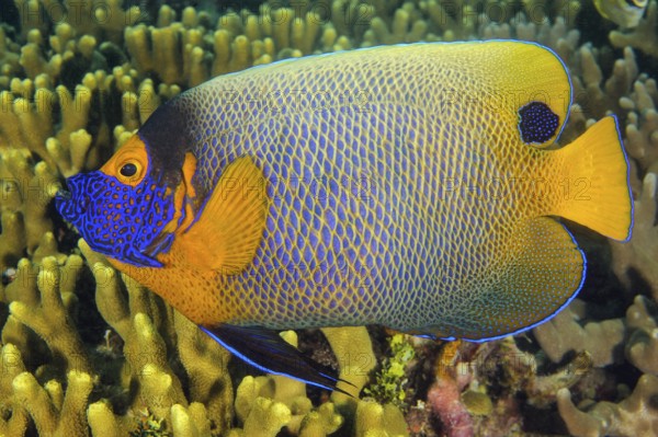Underwater photo of close-up of bluehead angelfish (Pomacanthus xanthometopon) swimming over coral reef with small polyp stony corals (Acropora), Pacific Ocean, Yap Island, Yap State, Caroline Islands, Federated States of Micronesia FSM, Australia, Oceania