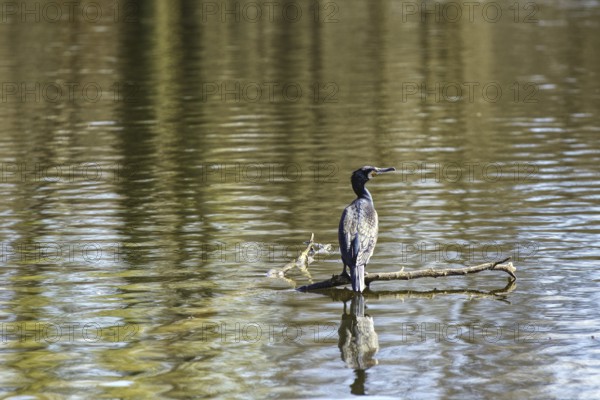 A cormorant sits on a branch in the water, reflected by the calm lake surface, Brüggen, North Rhine-Westphalia, Germany, Europe