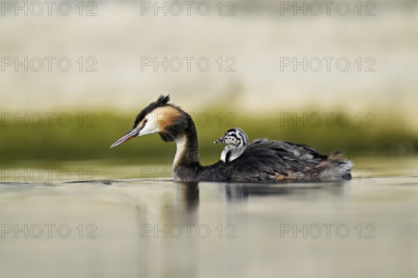 Great Crested Grebe (Podiceps Scalloped ribbonfish), with chicks in plumage swimming in the water, Lake Zug, Canton Zug, Switzerland, Europe
