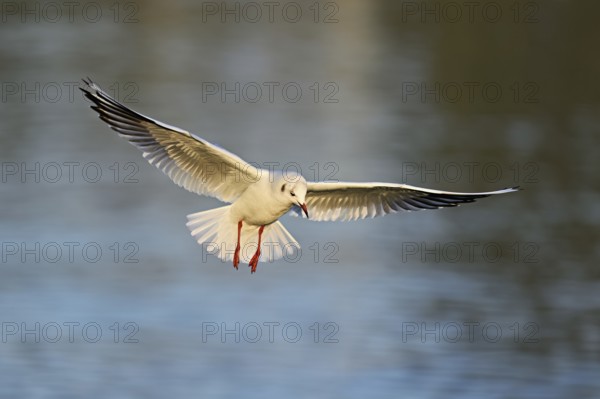 Black-headed Black-headed Gull (Larus ridibundus), in flight, Lake Zug, Canton Zug, Switzerland, Europe